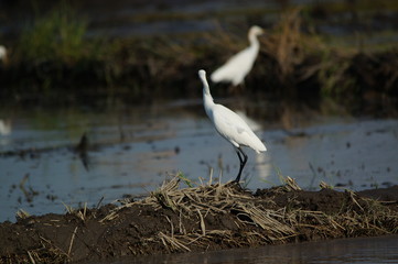 Cattle egret (Bubulcus ibis) in the fields