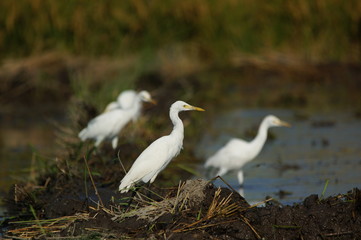 Cattle egret (Bubulcus ibis) in the fields