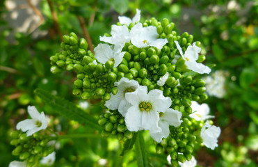 Horseradish plant. White tender flowers of horseradish (Armoracia rusticana, Cochlearia armoracia). Closeup, selective focus, shallow dof.