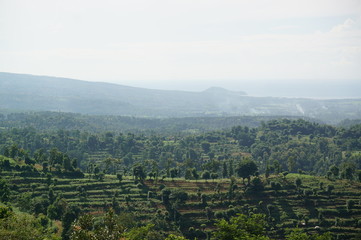 Obraz premium vineyard in provence france