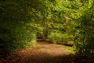 Footpath in the autumn forest. Sun's rays illuminate the pathway in the leaf fall parkland. Autumn park.