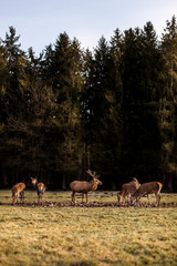 Gruppe Rotwild an einer Waldlichtung. Rothirsch mit Hirschkuh. Group of red deers and stag on...