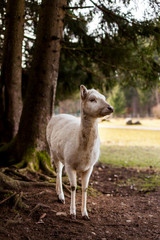 Obraz premium Portrait einer weißen Damhirschkuh im Wald. Portrait of a white fallow deer in the forest.