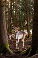 Portrait eines Damhirsch im Wald. Portrait of a free fallow deer in the forest.