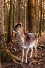 Naklejka na ściany i meble Damwild Gruppe im Wald. Damhirsch. Group of fallow deers in the woods.