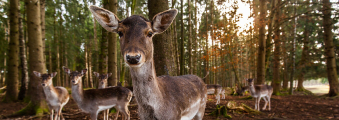 Damwild Gruppe im Wald. Damhirsch. Group of fallow deers in the woods.