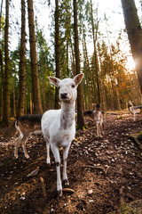 Obraz premium Damwild Gruppe im Wald. Damhirsch. Group of fallow derrs in the woods.