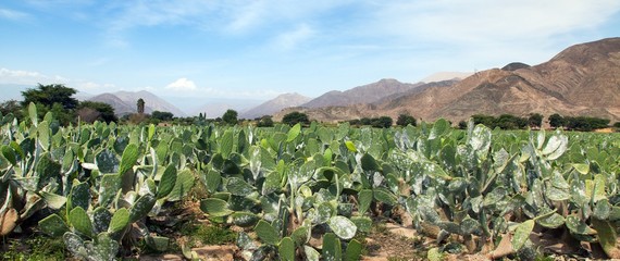 Prickly Pear Cactus or Opuntia field near Nasca town