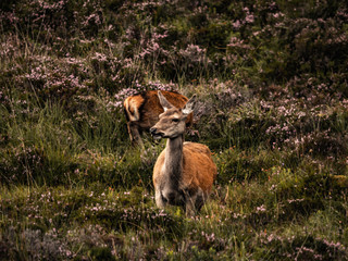 Scotisch Deer