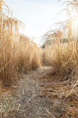 Weg durch Schilfpflanzen. Pfade durch Schilffeld. Spielen im Schilf Feld.