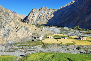 Wheat field located in Markha Valley, Ladakh region, India - obrazy, fototapety, plakaty