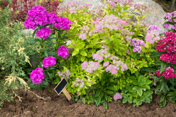 Flower bed with spirea japonica Golden Princess