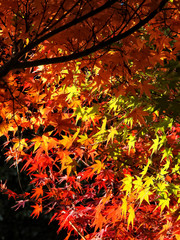 秋の色を一枝に