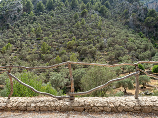 Terraced olive tree grove. Mediterranean oil trees, Mallorca, Spain