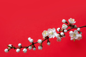 Apricot  blossom, spring branches. Design for invitation, card, flyer, banner, poster. Blooming tree branch with white flowers. Spring apricot flowers on a red background.