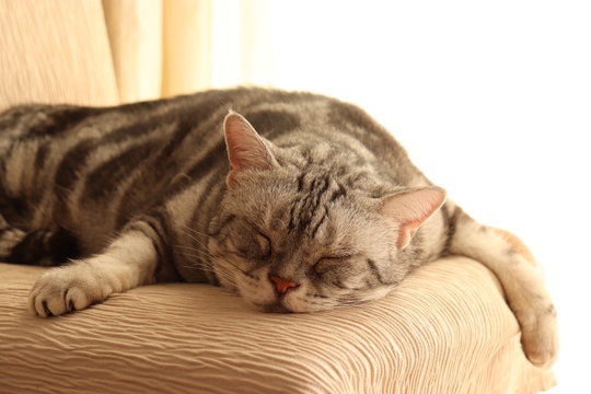 だらしない寝相の猫アメリカンショートヘアー
