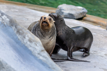seal on the beach