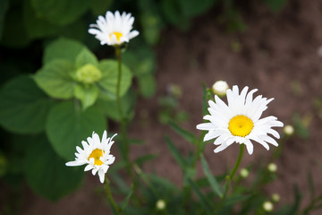 Daisy flower, chamomile in a garden