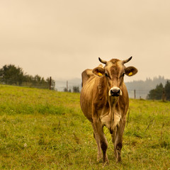 Cow stands in a pasture in a beautiful mountain landscape in Bavaria and looks full of curiosity