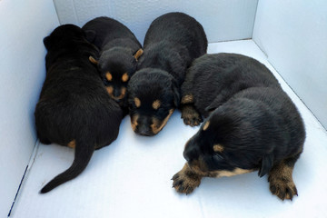 Newborn black and brown puppies five days after birth. Selective focus.