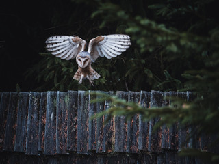 Barn owl (Tyto alba) landing on the wooden roof. Owl in flight.