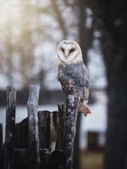 Barn owl (Tyto alba) sitting on a wooden fence. Winter village in background. Barn owl portrait. Owl sitting on fence. Owl on fence.