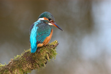 Eisvogel Alcedo atthis