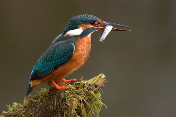 Eisvogel Alcedo atthis