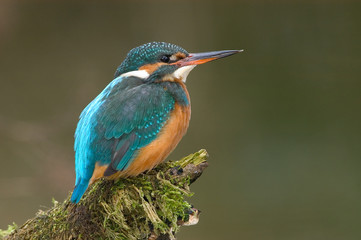 Eisvogel Alcedo atthis