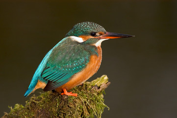 Eisvogel Alcedo atthis