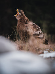 Steppe eagle (Aquila nipalensis) with an open beak on rock by river. Steppe eagle portrait.