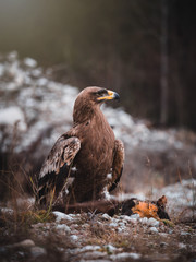 Steppe eagle (Aquila nipalensis) with hunted marten by river. Steppe eagle portrait.