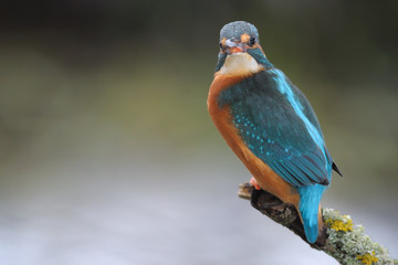 Eisvogel Alcedo atthis