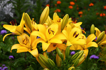 From various flowers in a flower bed the bright spot distinguishes the lily which is plentifully blossoming in yellow flowers.