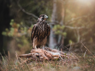 Saker falcon (Falco cherrug) with hunted rapid in pine forest. Saker falcon portrait. Autumn forest background.