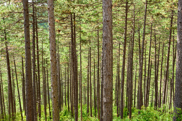 France. Hérault. troncs de pins dans une forêt. pine trunks in a forest.