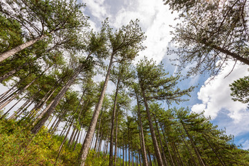 France. Aveyron. Forêt de pins. Pine forest
