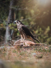 Saker falcon (Falco cherrug) with hunted rapid in pine forest. Saker falcon portrait. Autumn forest background.