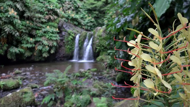 Kahili ginger (Hedychium gardnerianum) around Ribeira Caldeiroes waterfall. Change of focus. Azores, Portugal. 