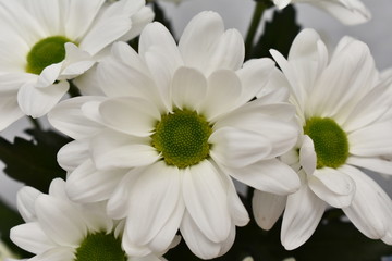 Obraz premium Bouquet of white chamomiles. Flower texture for design. bouquet of white flowers on green background