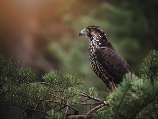 Saker falcon (Falco cherrug) in pine forest. Saker falcon portrait. Autumn forest background.