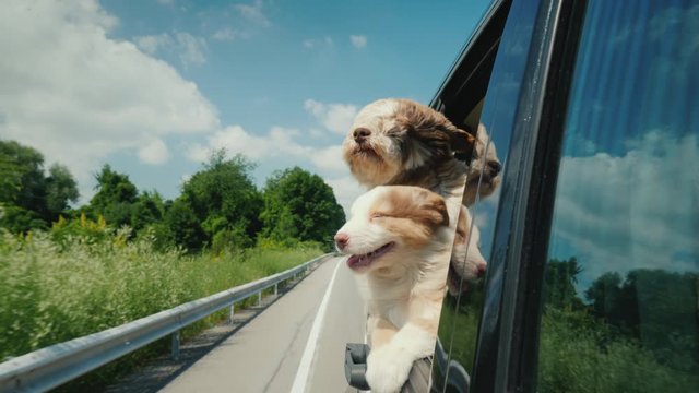 A pair of cute puppies peeks out of a car window. Pet Travel