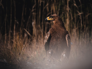 Steppe eagle (Aquila nipalensis) on rock by river. Steppe eagle portrait. Dry grass in background.