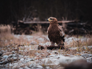 Steppe eagle (Aquila nipalensis) with hunted marten by river. Steppe eagle portrait.