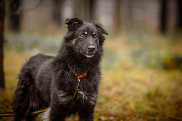 Fototapeta premium Unusual black fluffy dog. Portrait of a beautiful dog in the forest.