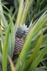 Obraz premium Juicy and sweet pineapple with green leaves growing in a flowerbed in a botanical garden with plants and spices in Sri Lanka