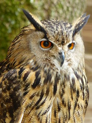 Beautiful owl
