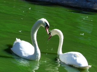 Swan pair