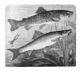 Atlantic Salmon old Antique illustration from Brockhaus Konversations-Lexikon 1908