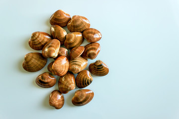 Fresh clams, raw cockles on a white table. Concept - healthy food, aphrodisiac; Mediterranean Diet.